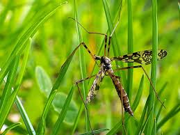 Attēlu rezultāti vaicājumam “Epiphragma ocellare”