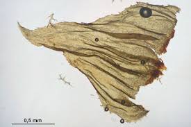 Attēlu rezultāti vaicājumam “Hylocomiastrum umbratum”