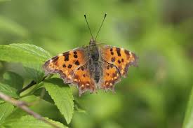 Attēlu rezultāti vaicājumam “Araschnia levana upperside”