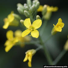 Attēlu rezultāti vaicājumam “Brassica napus”