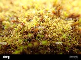 Attēlu rezultāti vaicājumam “Schistidium apocarpum”