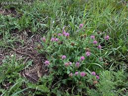 Attēlu rezultāti vaicājumam “Trifolium pratense flower”