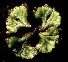 Attēlu rezultāti vaicājumam “Marchantiopsida”