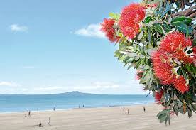 Image result for weihnachten in australien