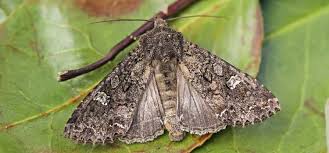 Attēlu rezultāti vaicājumam “Mamestra brassicae pupa”