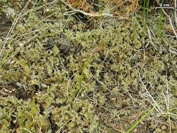 Attēlu rezultāti vaicājumam “Cladonia norvegica”