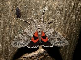 Attēlu rezultāti vaicājumam “Catocala nupta”