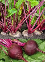 Image result for Beta vulgaris