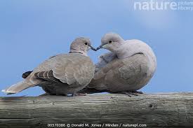 Attēlu rezultāti vaicājumam “Streptopelia decaocto adult”