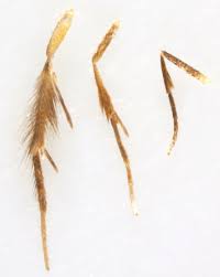 Attēlu rezultāti vaicājumam “Tischeria ekebladella”