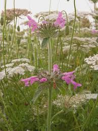 Attēlu rezultāti vaicājumam “Clinopodium vulgare”