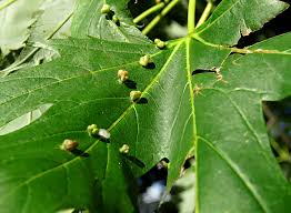 Attēlu rezultāti vaicājumam “Vasates quadripedes”