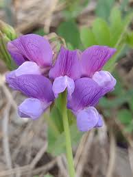 Attēlu rezultāti vaicājumam “Lathyrus japonicus subsp. maritimus flower”