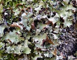 Attēlu rezultāti vaicājumam “Platismatia glauca”