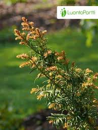 Attēlu rezultāti vaicājumam “Taxus baccata male flower”