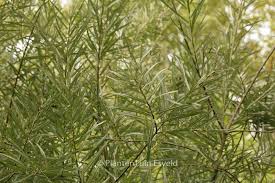 Attēlu rezultāti vaicājumam “Salix repens subsp. rosmarinifolia”