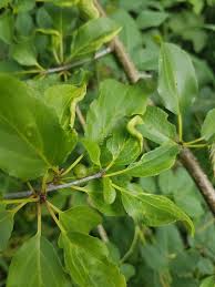 Attēlu rezultāti vaicājumam “Trioza dispar”