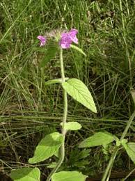 Attēlu rezultāti vaicājumam “Clinopodium vulgare fruit”