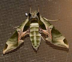 Attēlu rezultāti vaicājumam “Sphingidae”