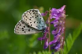 Attēlu rezultāti vaicājumam “Phengaris arion upperside”
