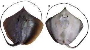 Image result for Hypanus longus