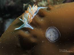 Attēlu rezultāti vaicājumam “Bryozoa”