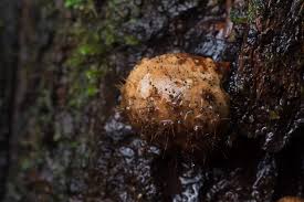 Attēlu rezultāti vaicājumam “Melanospora lagenaria”