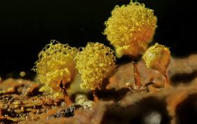 Attēlu rezultāti vaicājumam “Didymium serpula spores”