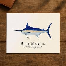 Image result for Makaira nigricans