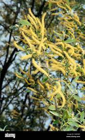 Attēlu rezultāti vaicājumam “Salix triandra fruit”