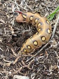 Attēlu rezultāti vaicājumam “Hyles gallii imago”