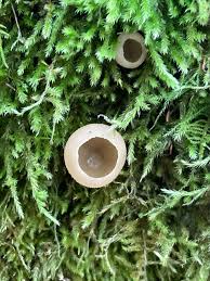 Attēlu rezultāti vaicājumam “Peziza varia”