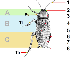 Image result for periplaneta americana