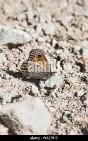 Attēlu rezultāti vaicājumam “Hyponephele lycaon male”