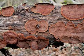 Attēlu rezultāti vaicājumam “Hymenochaete rubiginosa”