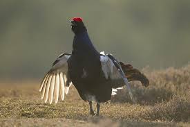 Image result for Tetrao tetrix