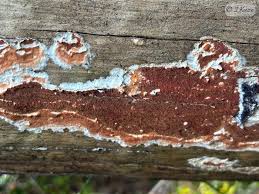 Attēlu rezultāti vaicājumam “Gloeoporus taxicola”