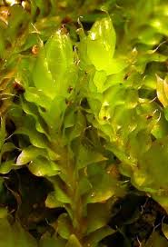 Attēlu rezultāti vaicājumam “Jungermannia subulata”