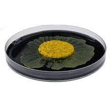 Attēlu rezultāti vaicājumam “Physarum nitens sessile”