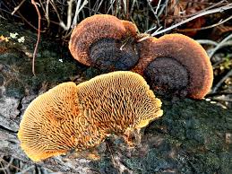 Attēlu rezultāti vaicājumam “Gloeophyllum abietinum”