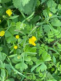 Attēlu rezultāti vaicājumam “Ranunculus auricomus leaf”