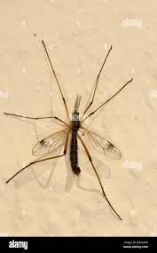 Attēlu rezultāti vaicājumam “Dictenidia bimaculata male”