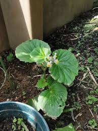 Image result for Begonia cucullata var. Hookeri