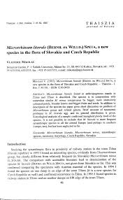 Attēlu rezultāti vaicājumam “Microrrhinum minus leaf”