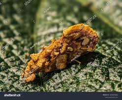 Attēlu rezultāti vaicājumam “Acleris bergmanniana”