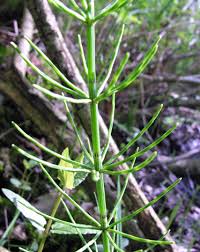 Attēlu rezultāti vaicājumam “Equisetum palustre”