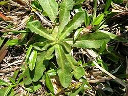 Attēlu rezultāti vaicājumam “Hypochaeris radicata fruit”