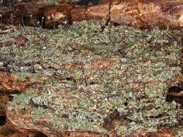 Attēlu rezultāti vaicājumam “Chaenotheca gracilenta”