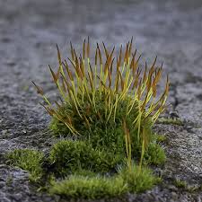 Attēlu rezultāti vaicājumam “Ceratodon purpureus sporophyte”