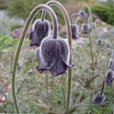Attēlu rezultāti vaicājumam “Pulsatilla pratensis flower”
